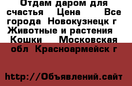 Отдам даром для счастья. › Цена ­ 1 - Все города, Новокузнецк г. Животные и растения » Кошки   . Московская обл.,Красноармейск г.